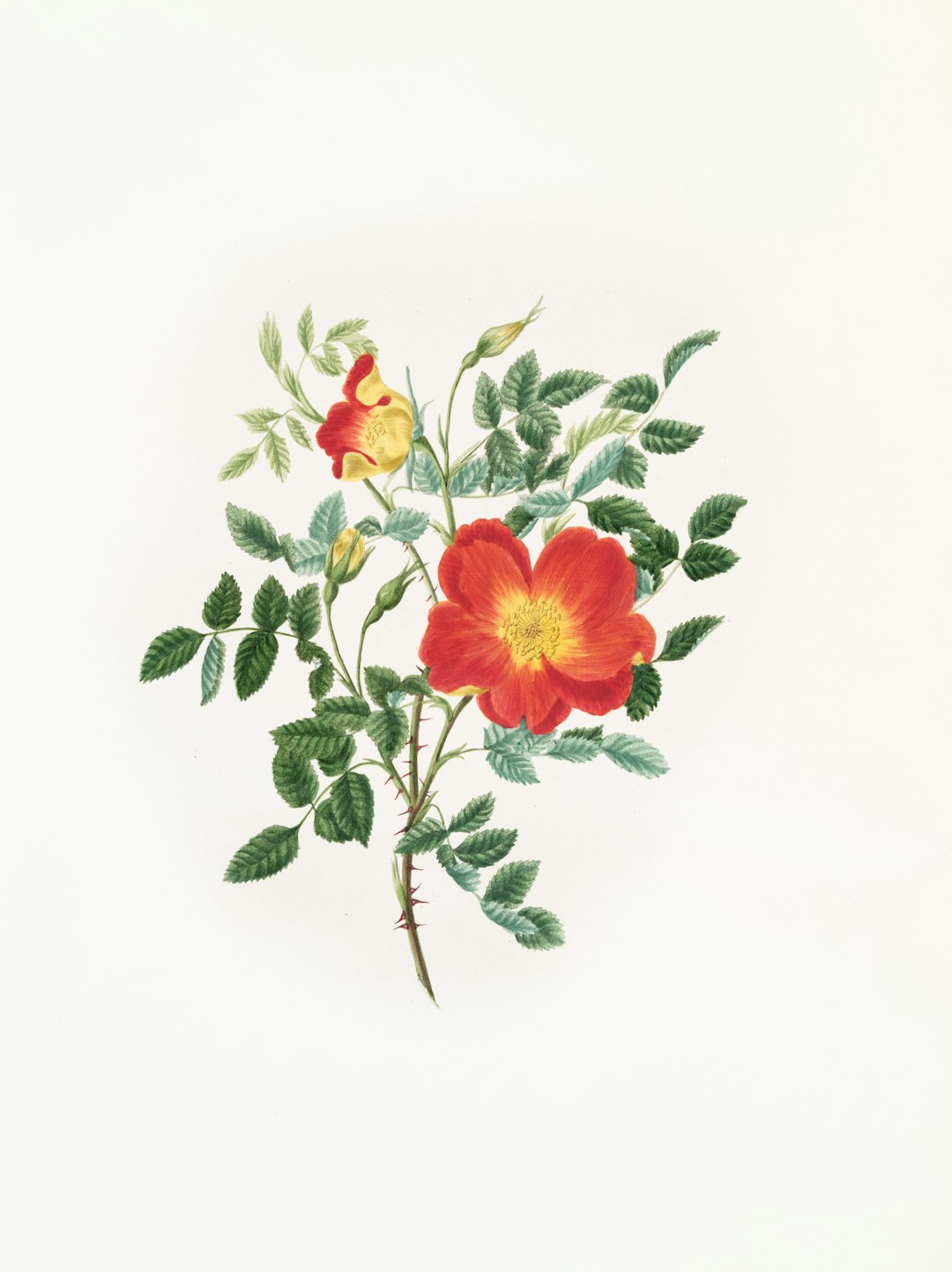 Botanical illustration